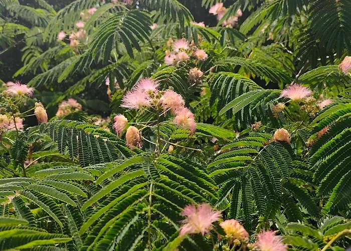 Terasa Daire Beljevina